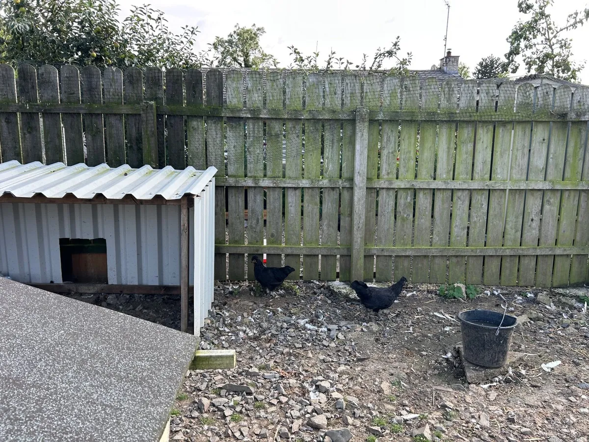 Chickens/Roosters - Image 3