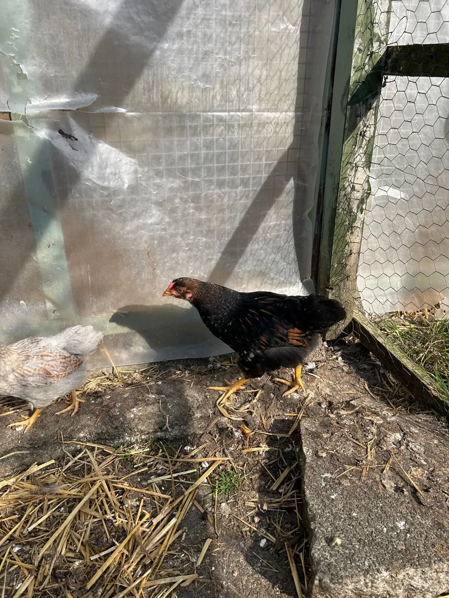 Chickens/Roosters - Image 4
