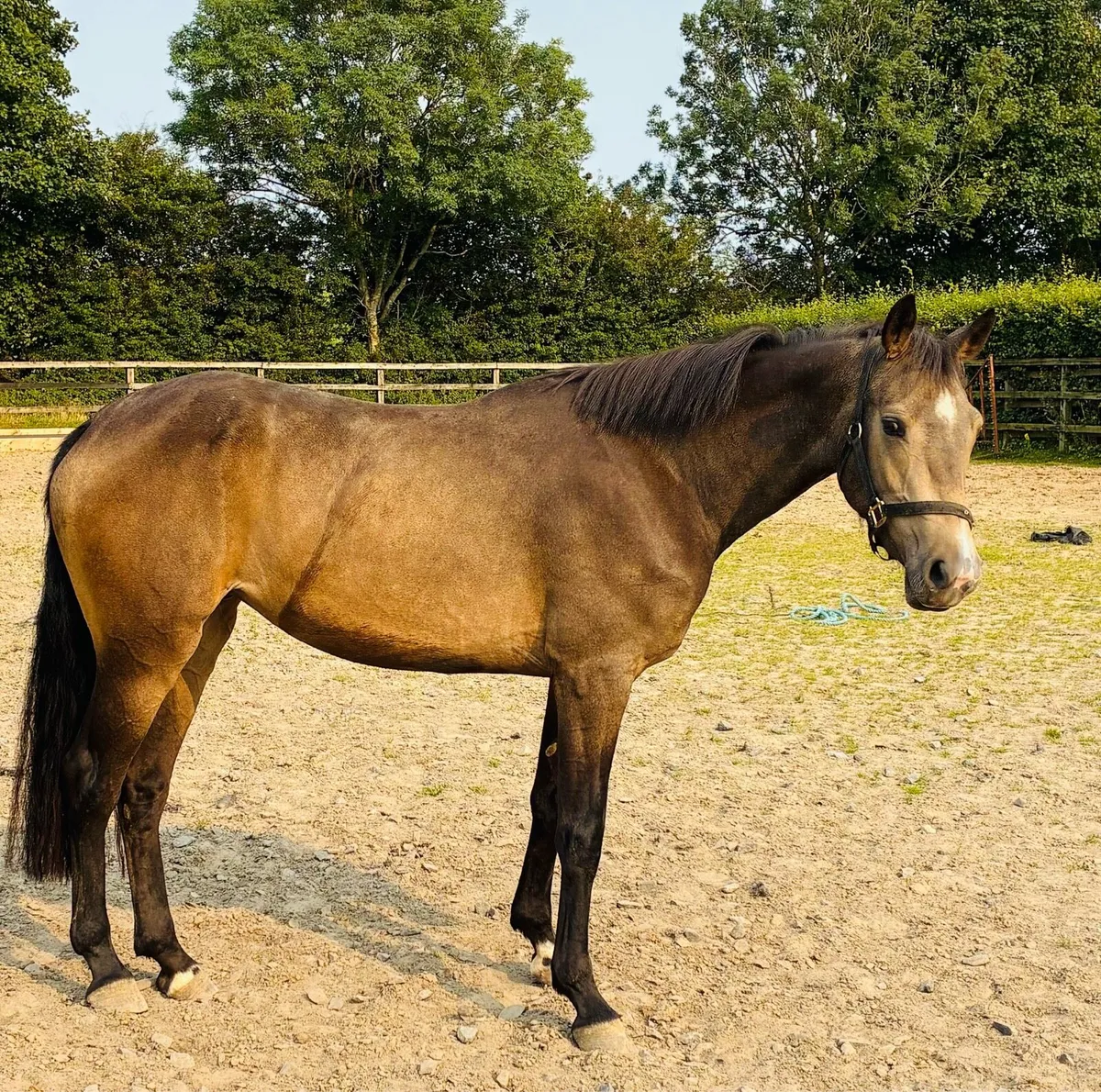 3 year old dun filly - Image 1
