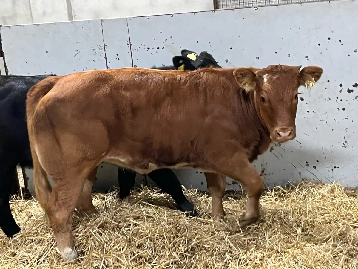 Super 340Kg CH & LIM Heifer Weanlings - Image 1