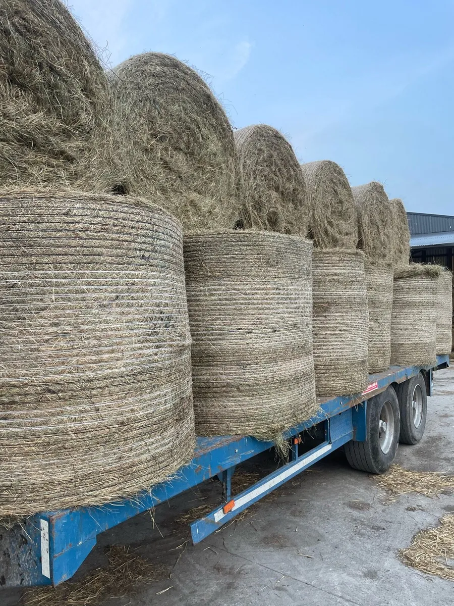 Round bales of hay - Image 1