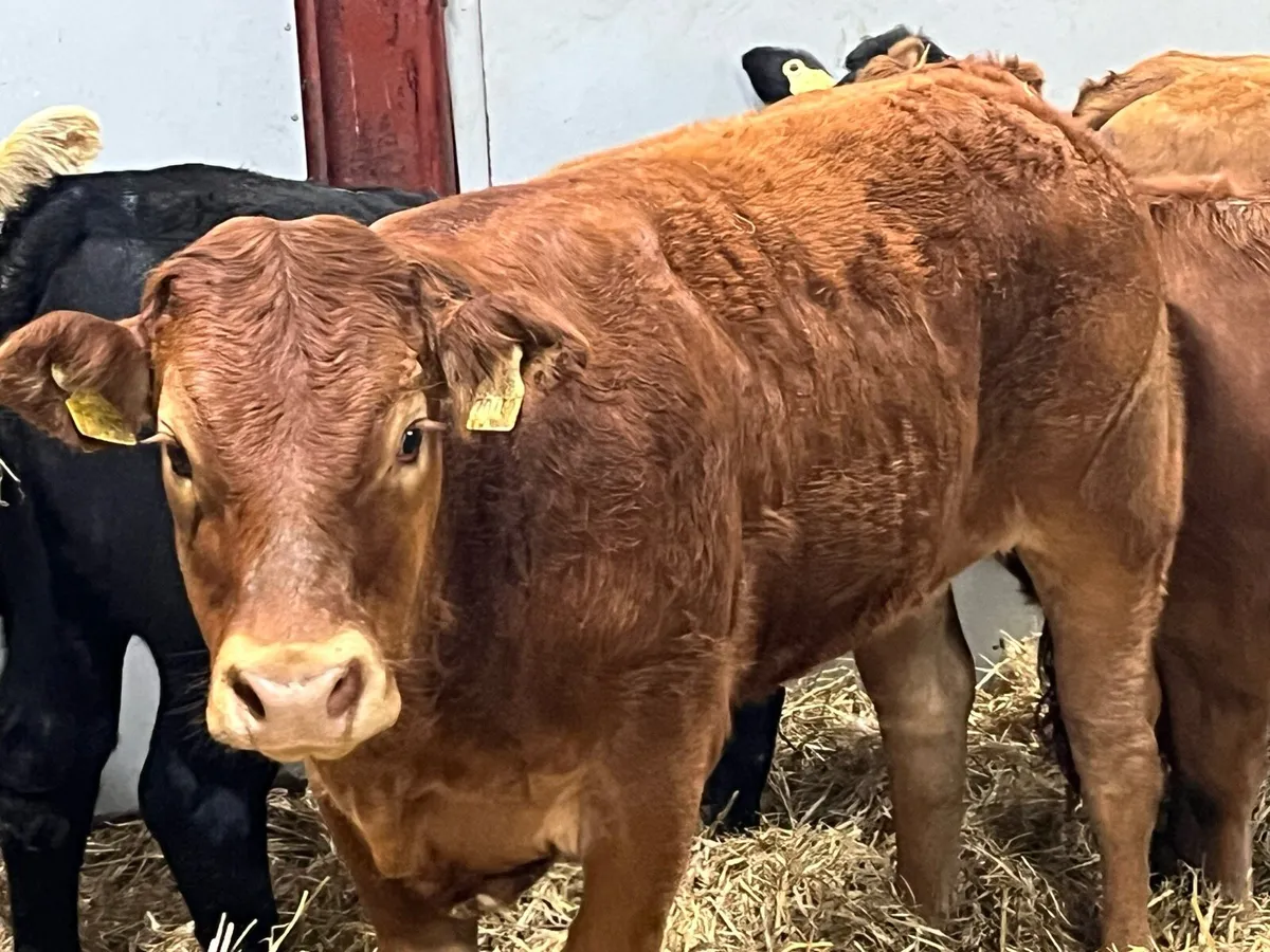 Super 340Kg CH & LIM Heifer Weanlings - Image 2