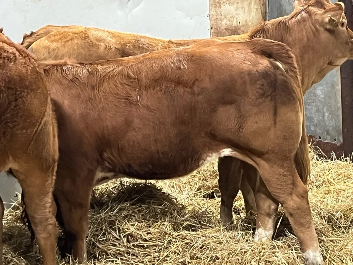 Super 340Kg CH & LIM Heifer Weanlings - Image 3