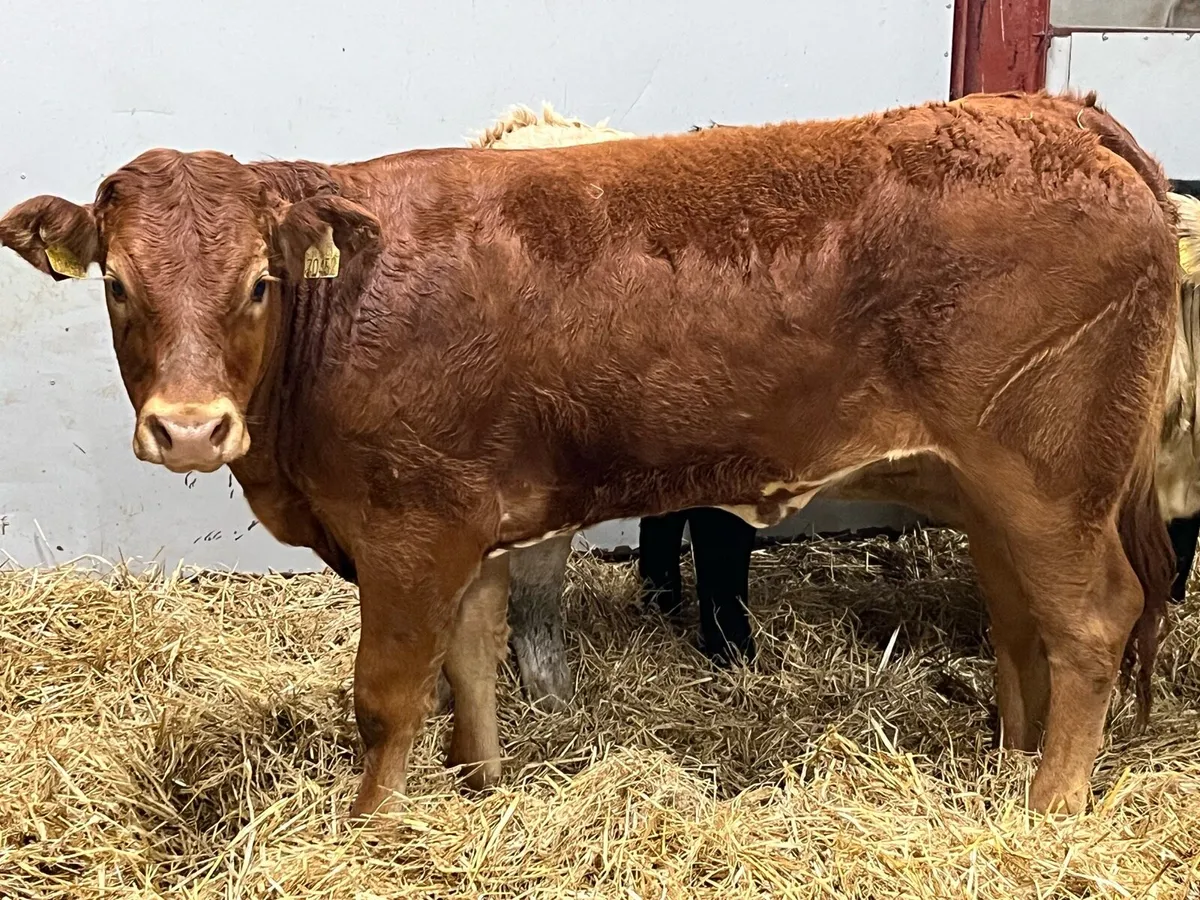 Super 340Kg CH & LIM Heifer Weanlings - Image 4