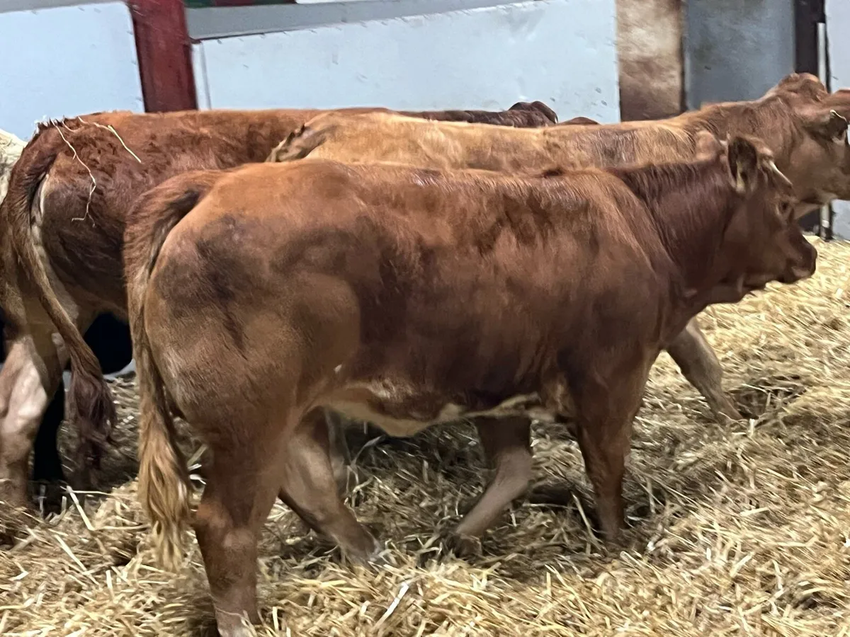 Super U Grade LIM Heifer Weanlings - Image 2