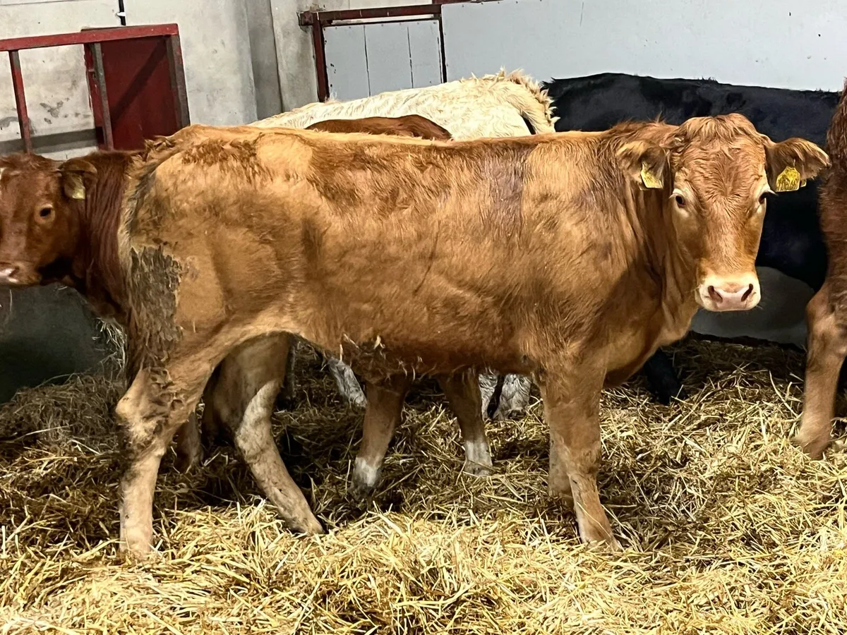 Super U Grade LIM Heifer Weanlings - Image 3