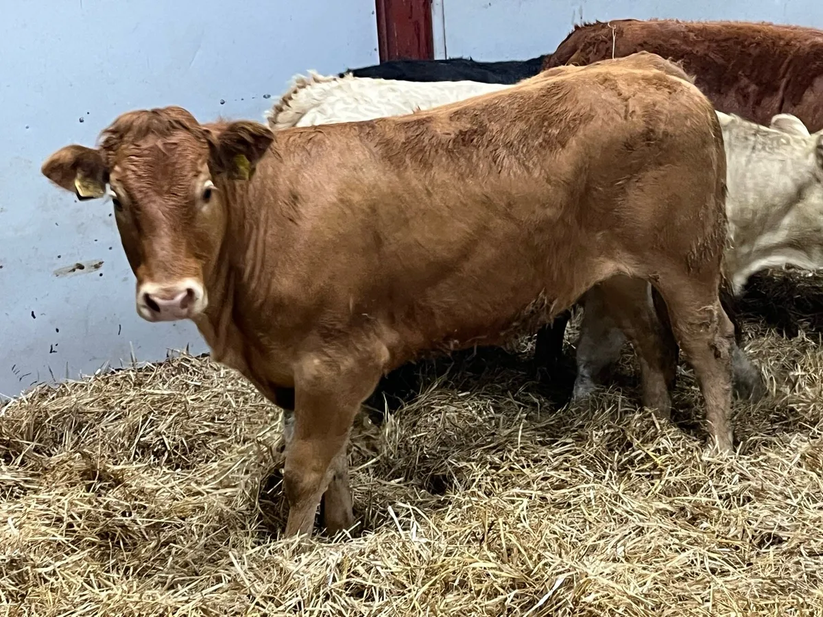 Super U Grade LIM Heifer Weanlings - Image 4