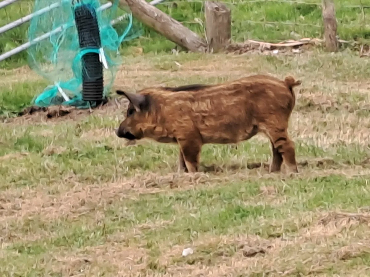 Mangalica / Mangalitza Piglets - Image 2