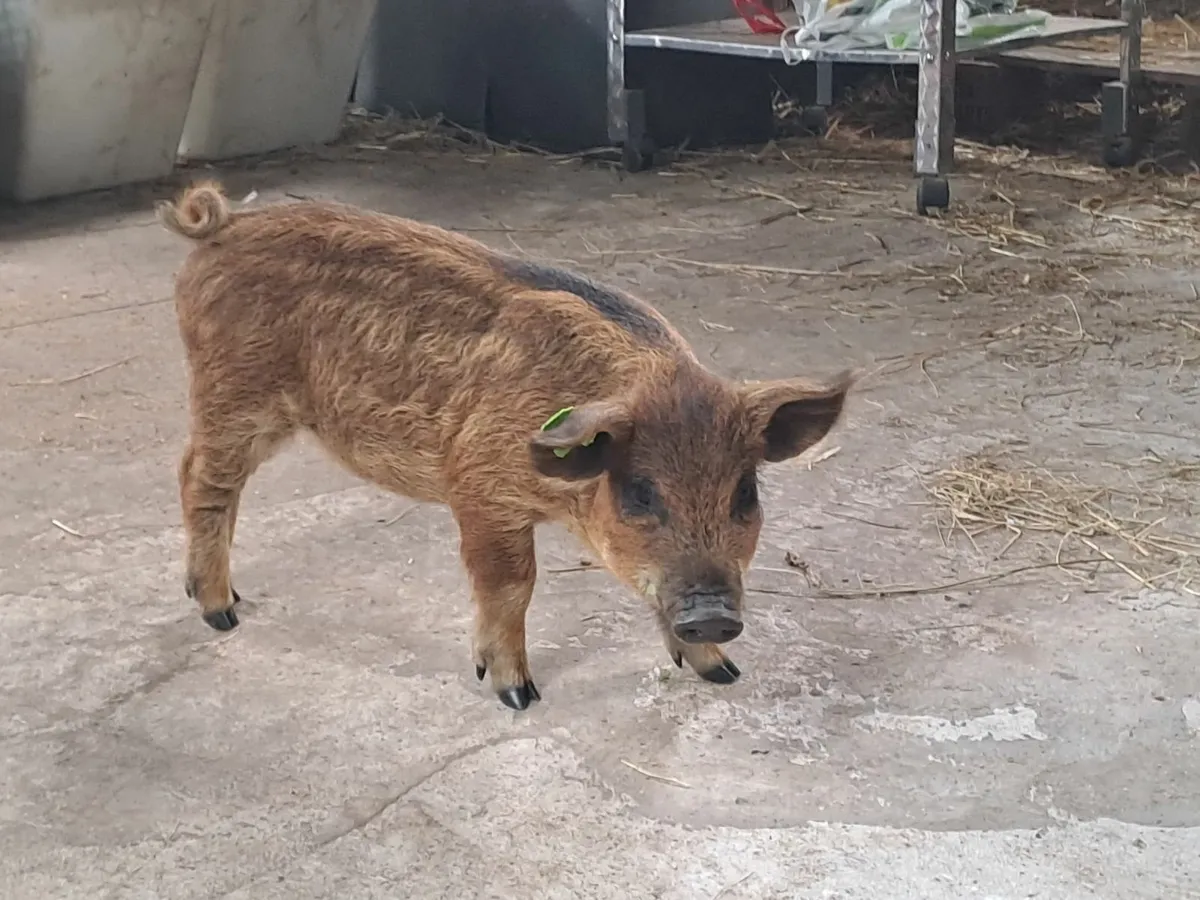 Mangalica / Mangalitza Piglets - Image 3