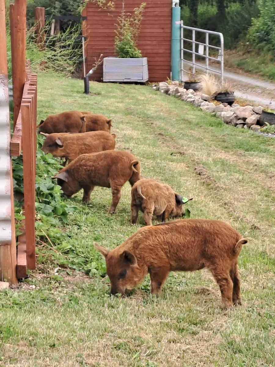 Mangalica / Mangalitza Piglets - Image 4