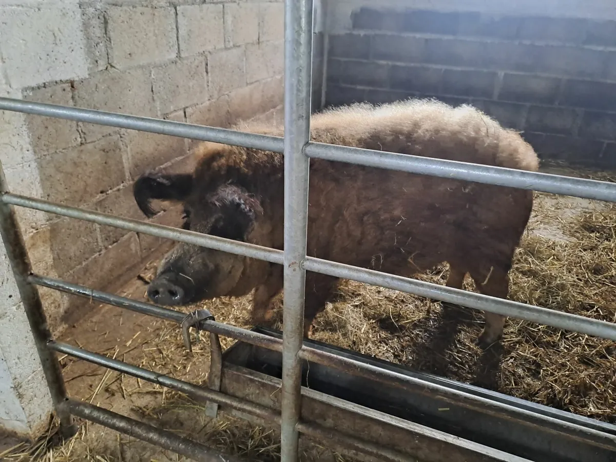 Mangalica / Mangalitza Boar - Image 1