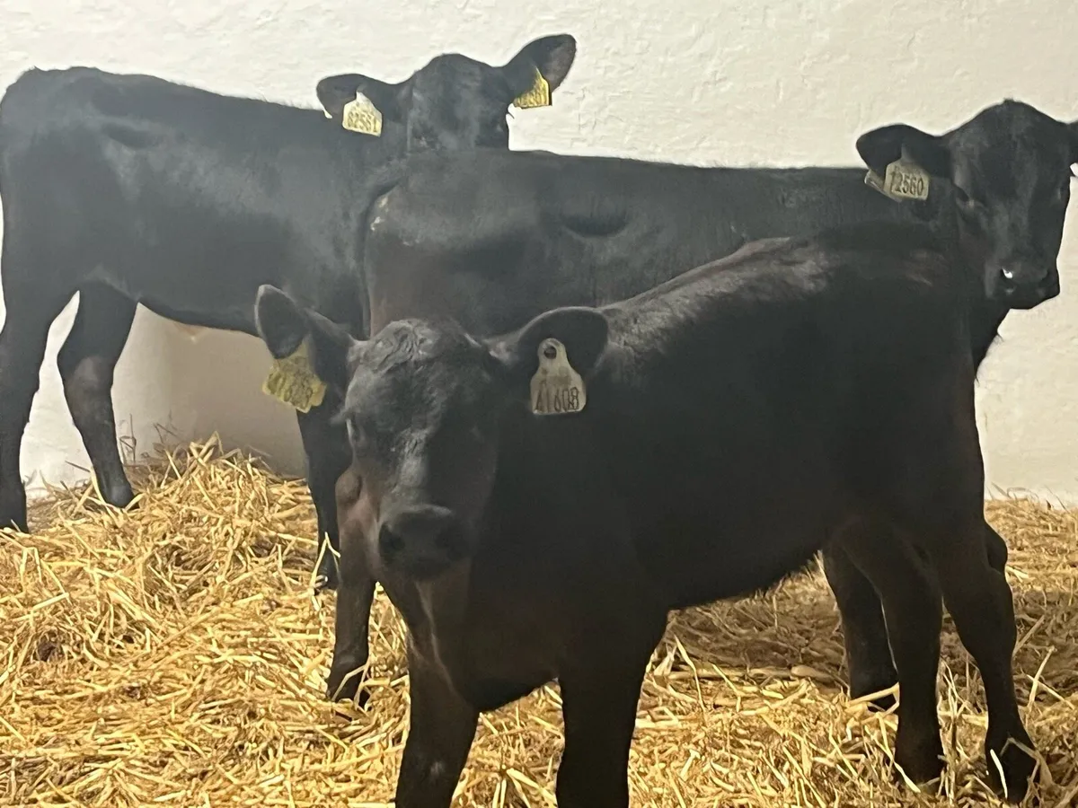 Super AA Heifer Calves - Image 1