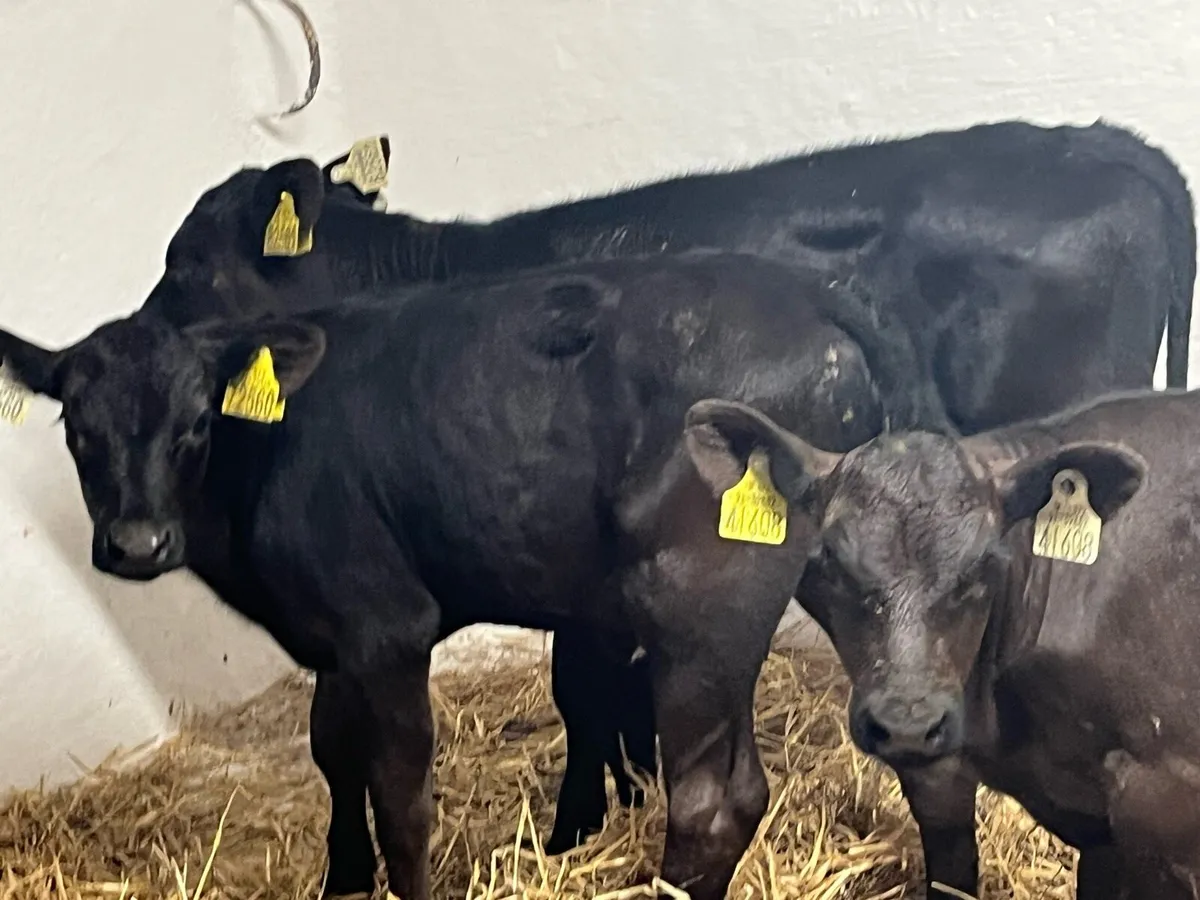 Super AA Heifer Calves - Image 2