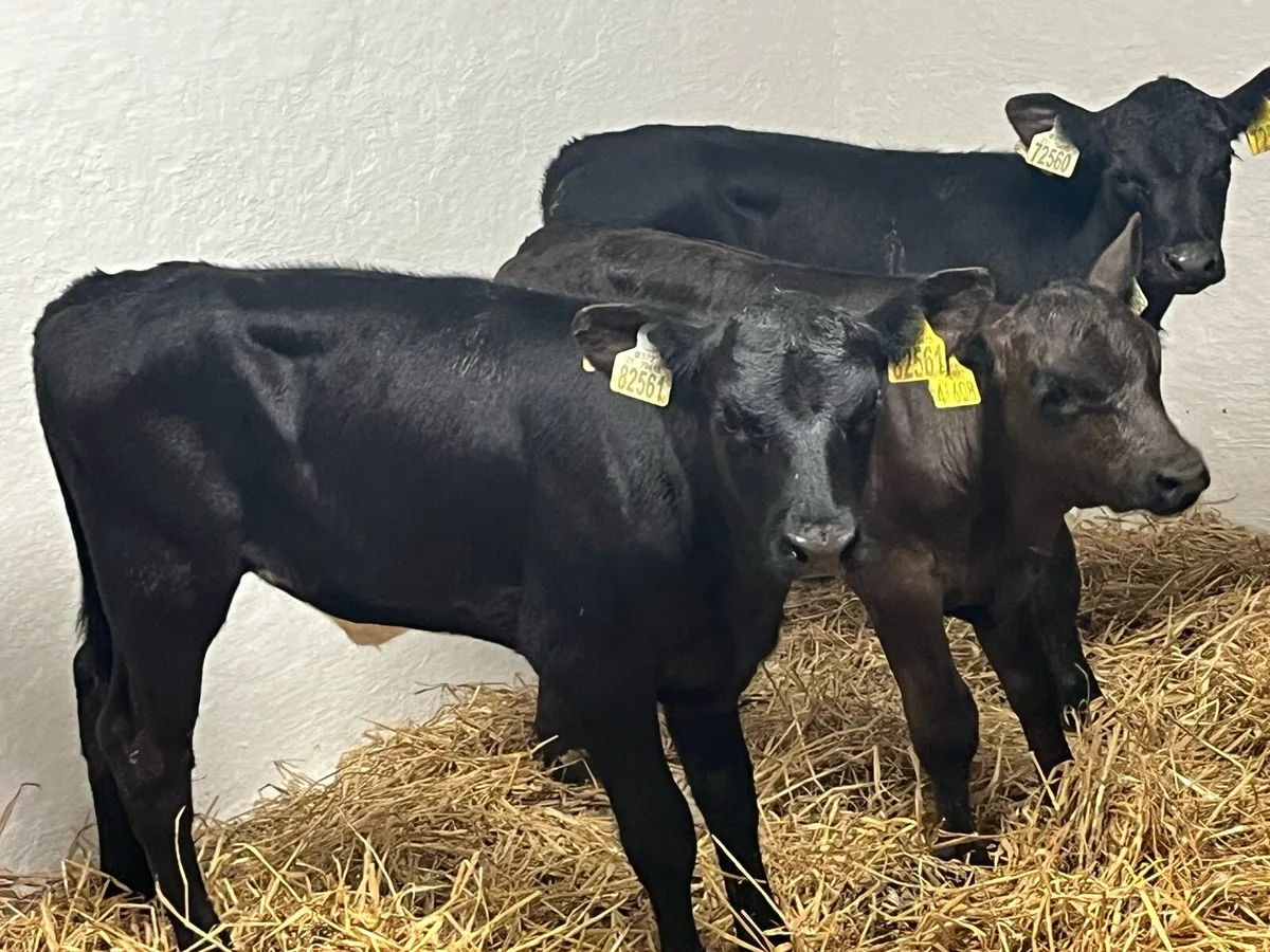 Super AA Heifer Calves - Image 3