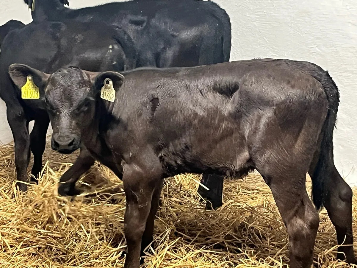 Super AA Heifer Calves - Image 4