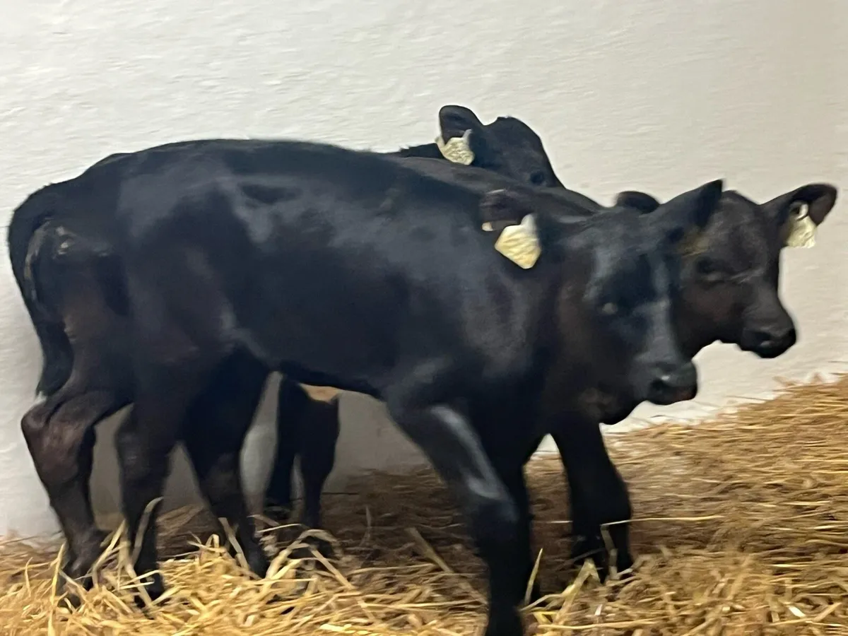 2 Super AA Heifer Calves - Image 2