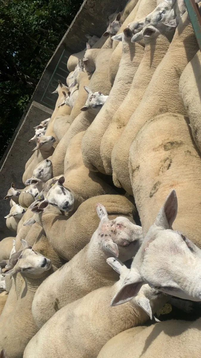 Texel Rams. - Image 1