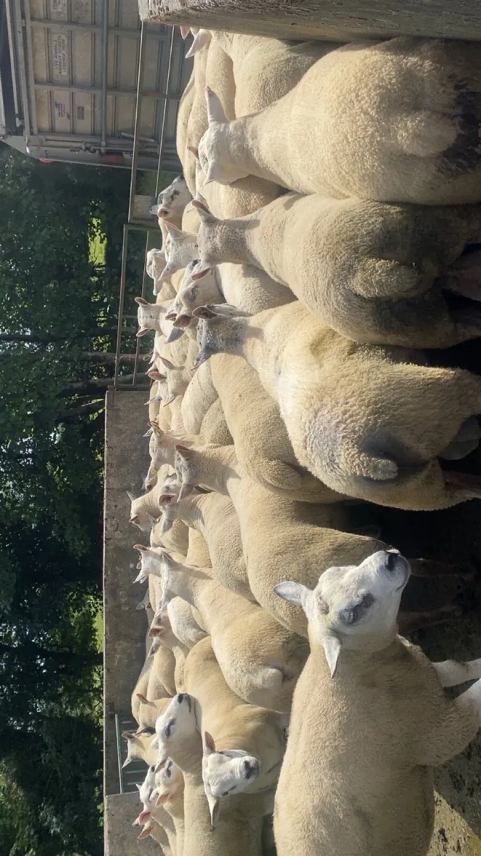 Texel Rams. - Image 2