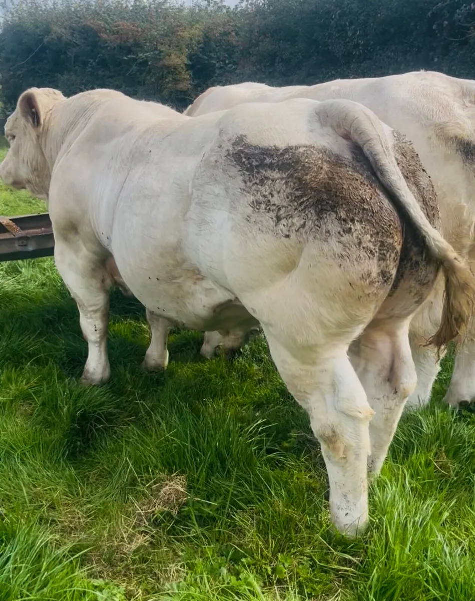 Pedigree Charolais Bull (shape & style) - Image 3