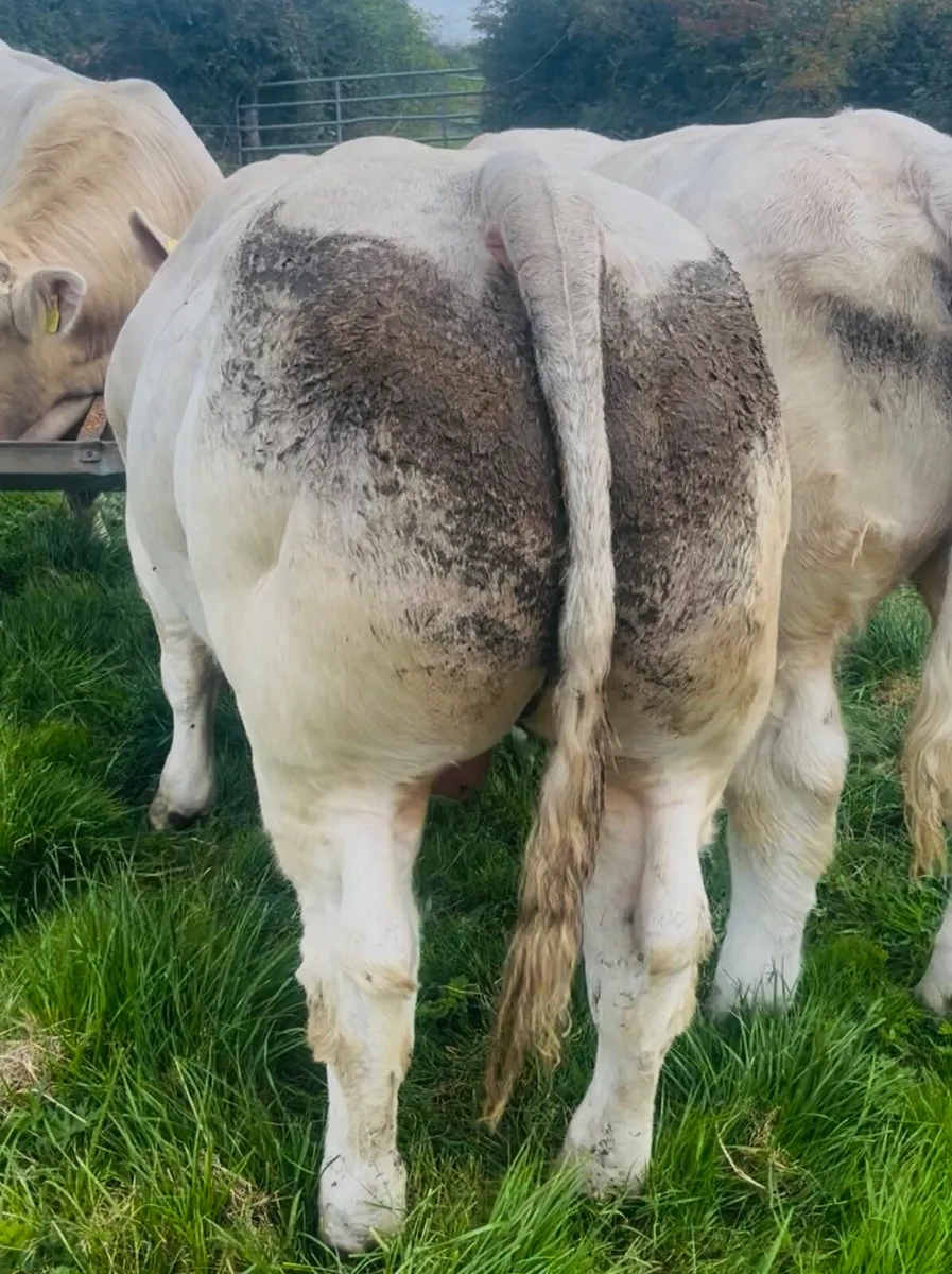 Pedigree Charolais Bull (shape & style) - Image 2