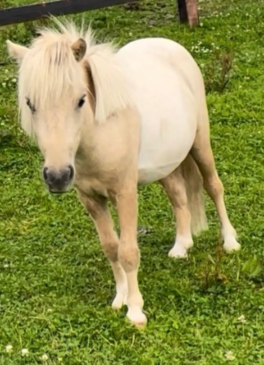 Minature palomino colt 2 years old - Image 1