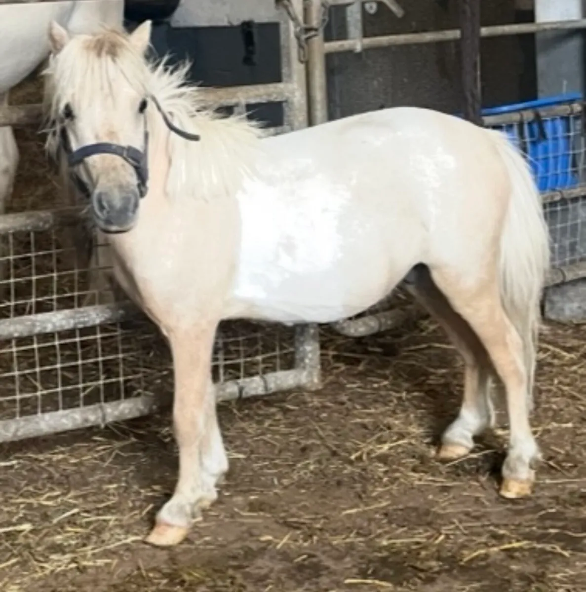 Minature palomino colt 2 years old - Image 2