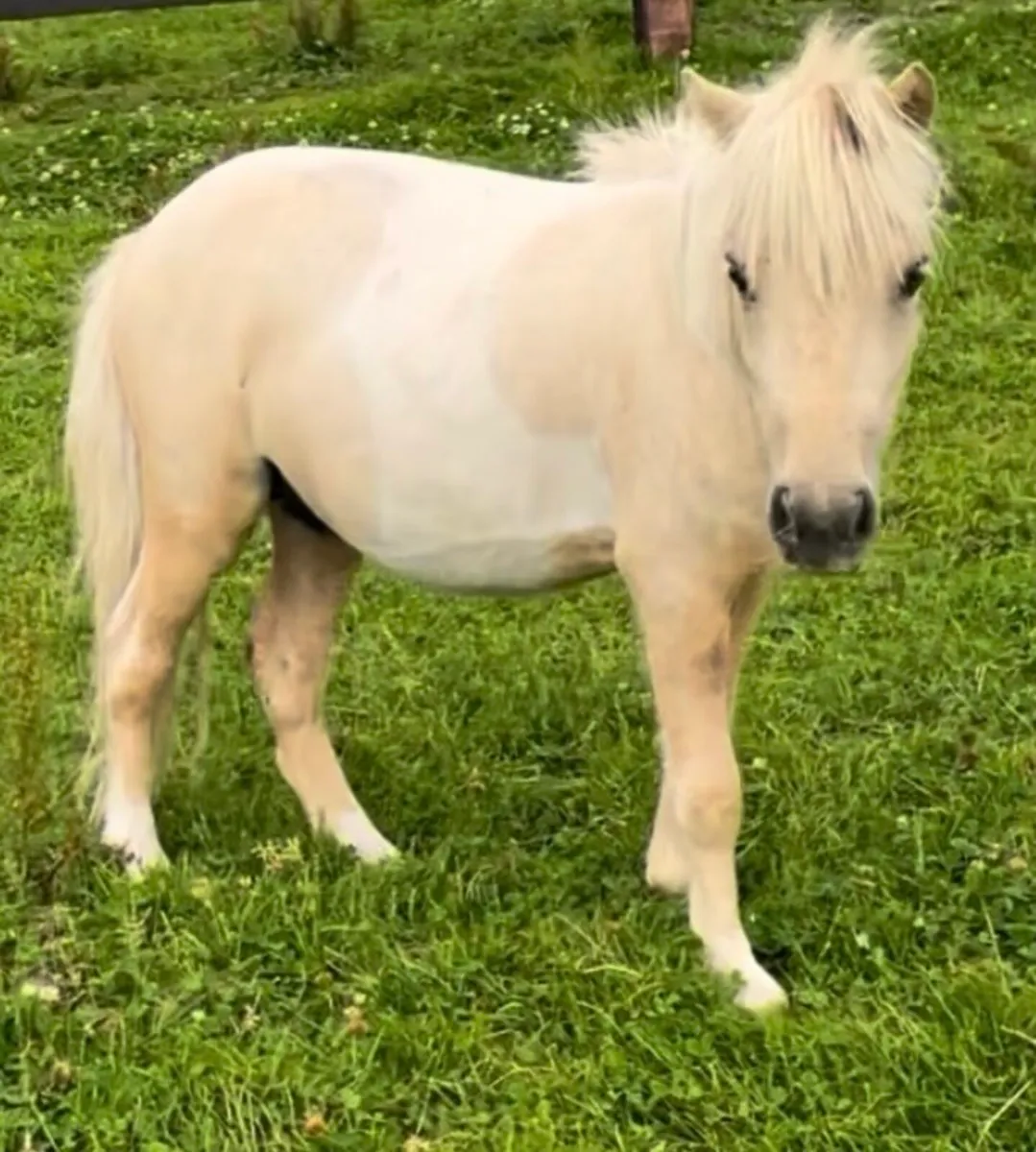 Minature palomino colt 2 years old - Image 3