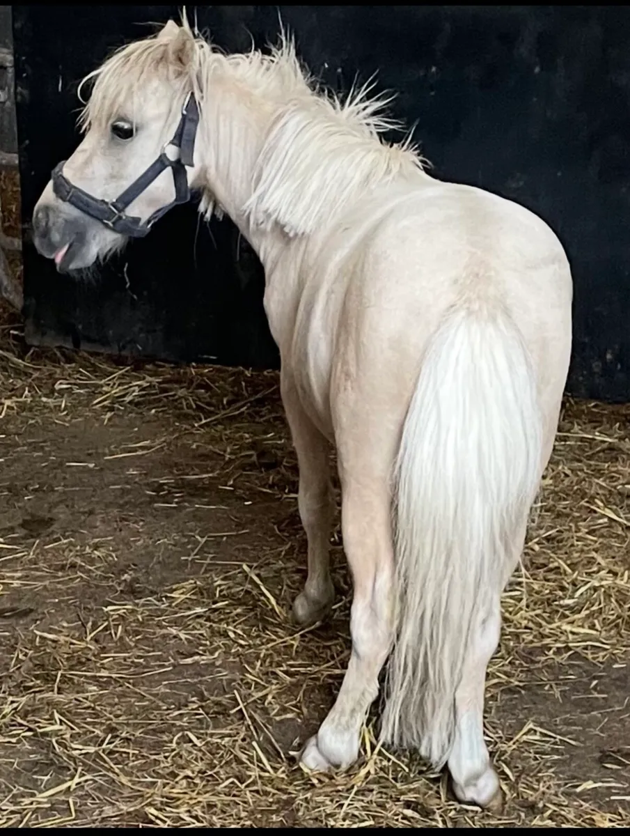 Minature palomino colt 2 years old - Image 4
