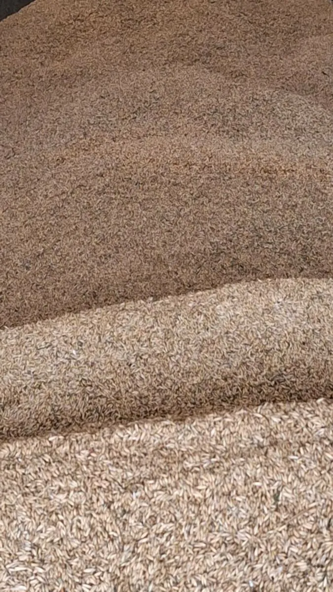 Organic Oats - Image 2