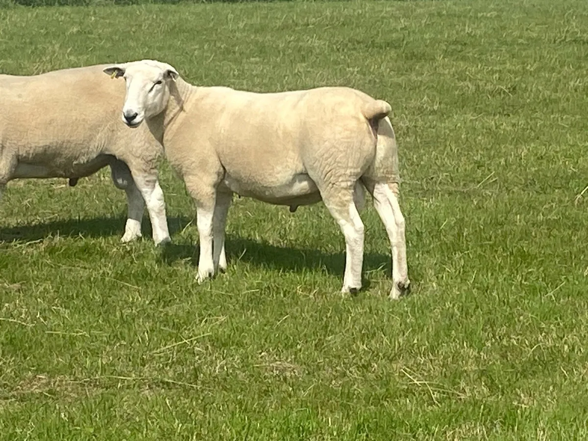 Lleyn Shearling Rams - Image 1