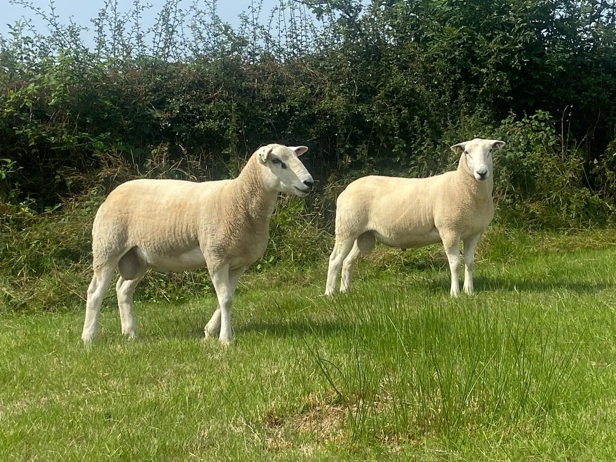 Lleyn Shearling Rams - Image 2