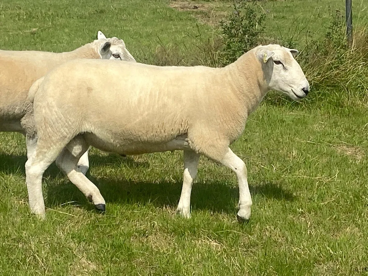 Lleyn Shearling Rams - Image 3