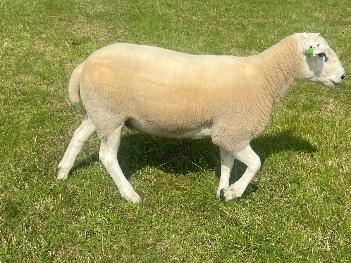 Lleyn Shearling Rams - Image 4