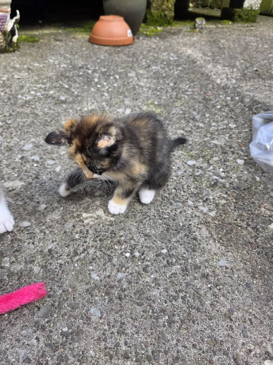 Kittens - Image 4