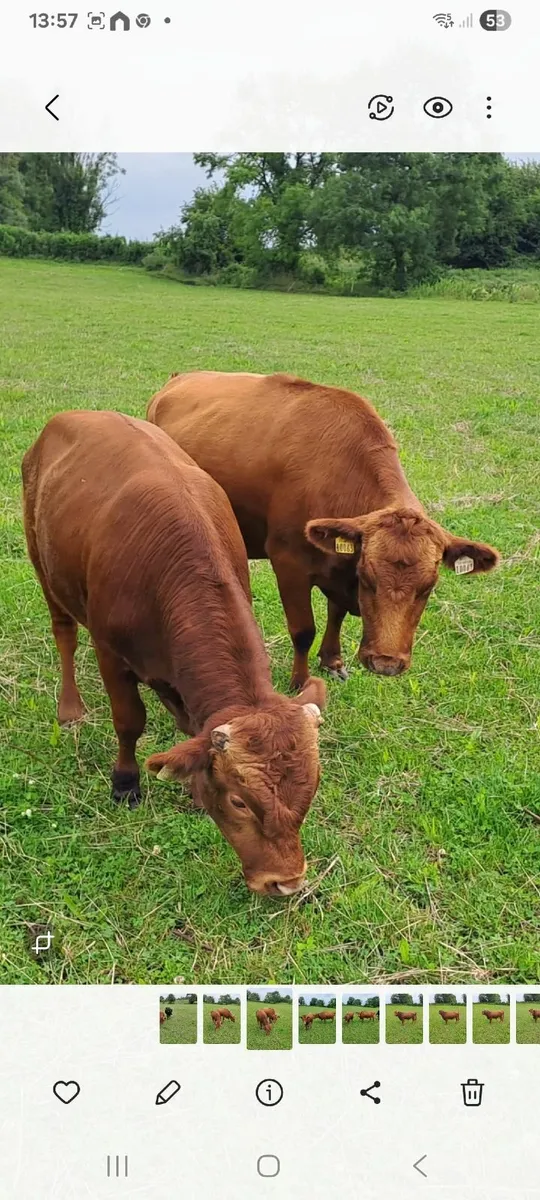 Purebred Dexter Bull - Image 2