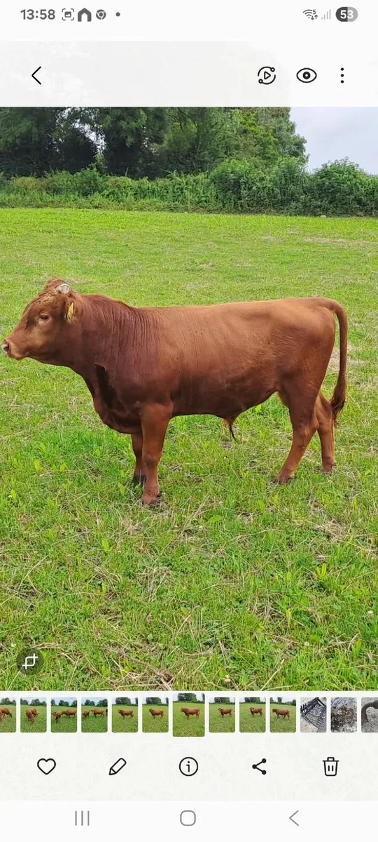 Purebred Dexter Bull - Image 1