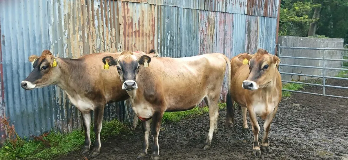 Organic Heifers Athenry Mart Today Thursday 19th