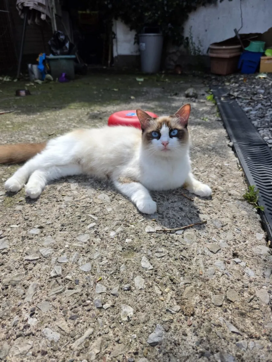Ragdoll x kittens, - Image 1