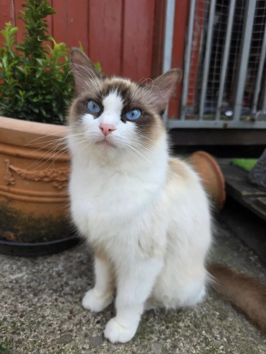 Ragdoll x kittens, - Image 2