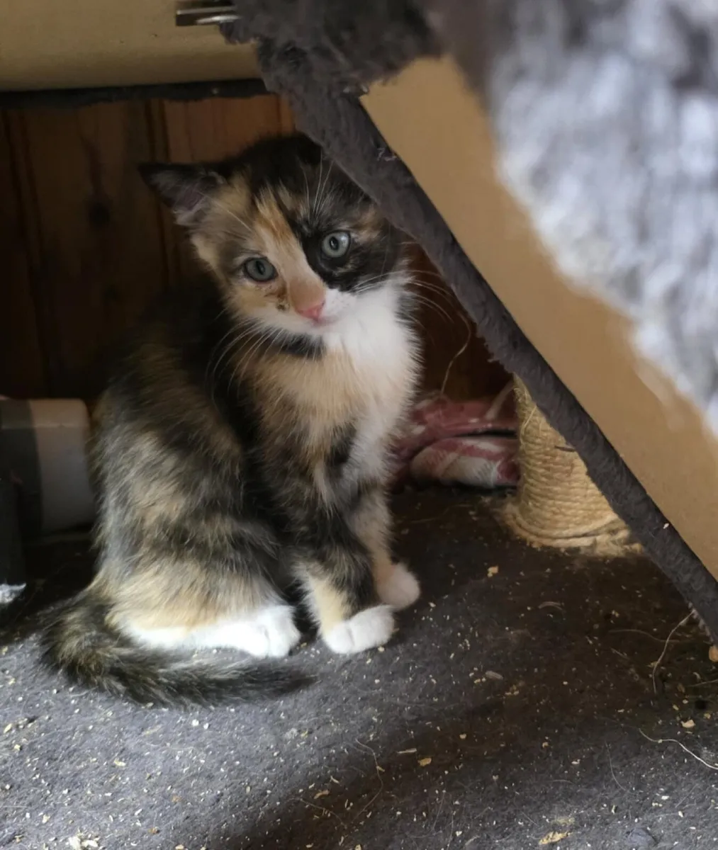 Ragdoll x kittens, - Image 3