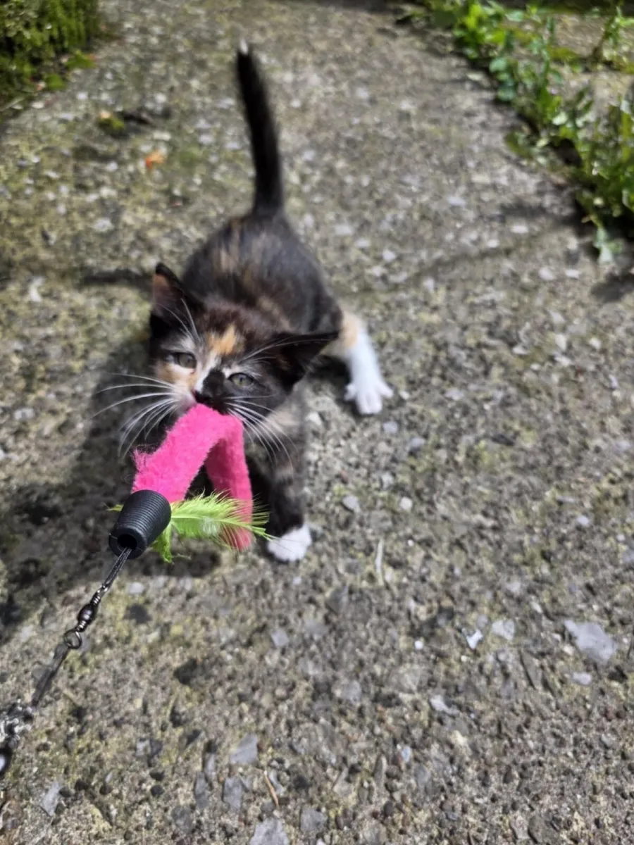 Ragdoll x kittens, - Image 4