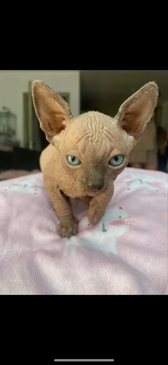 Sphynx cats - Image 1