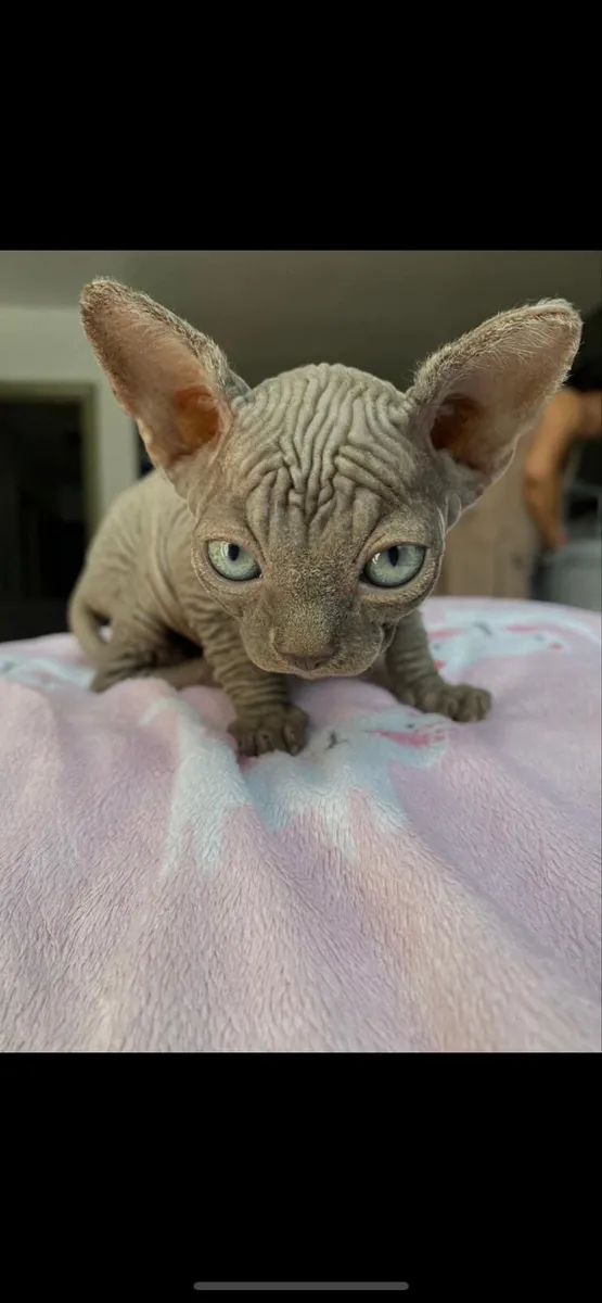 Sphynx cats - Image 2