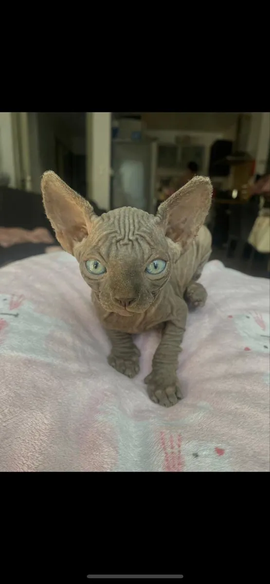 Sphynx cats - Image 3