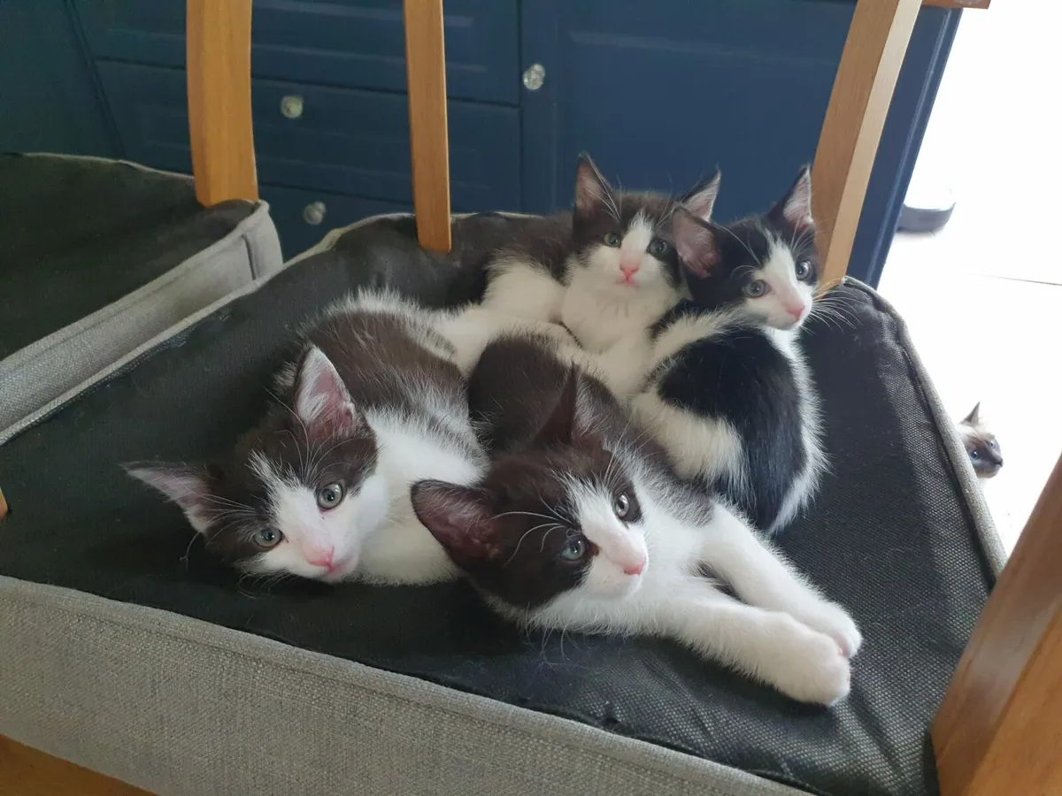 Kittens - Image 1