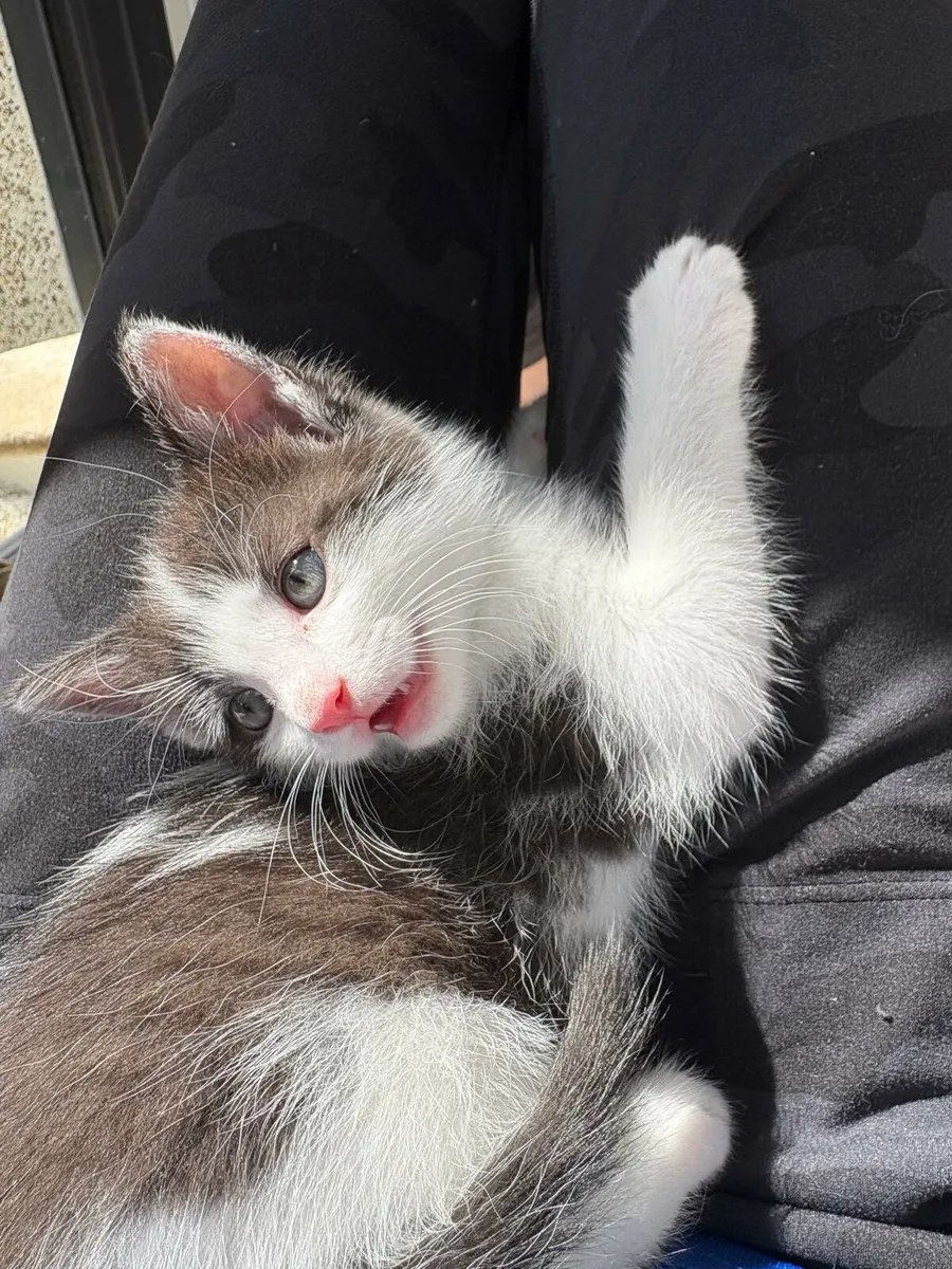 Kittens - Image 2