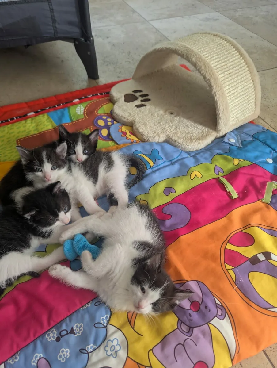 Kittens - Image 3