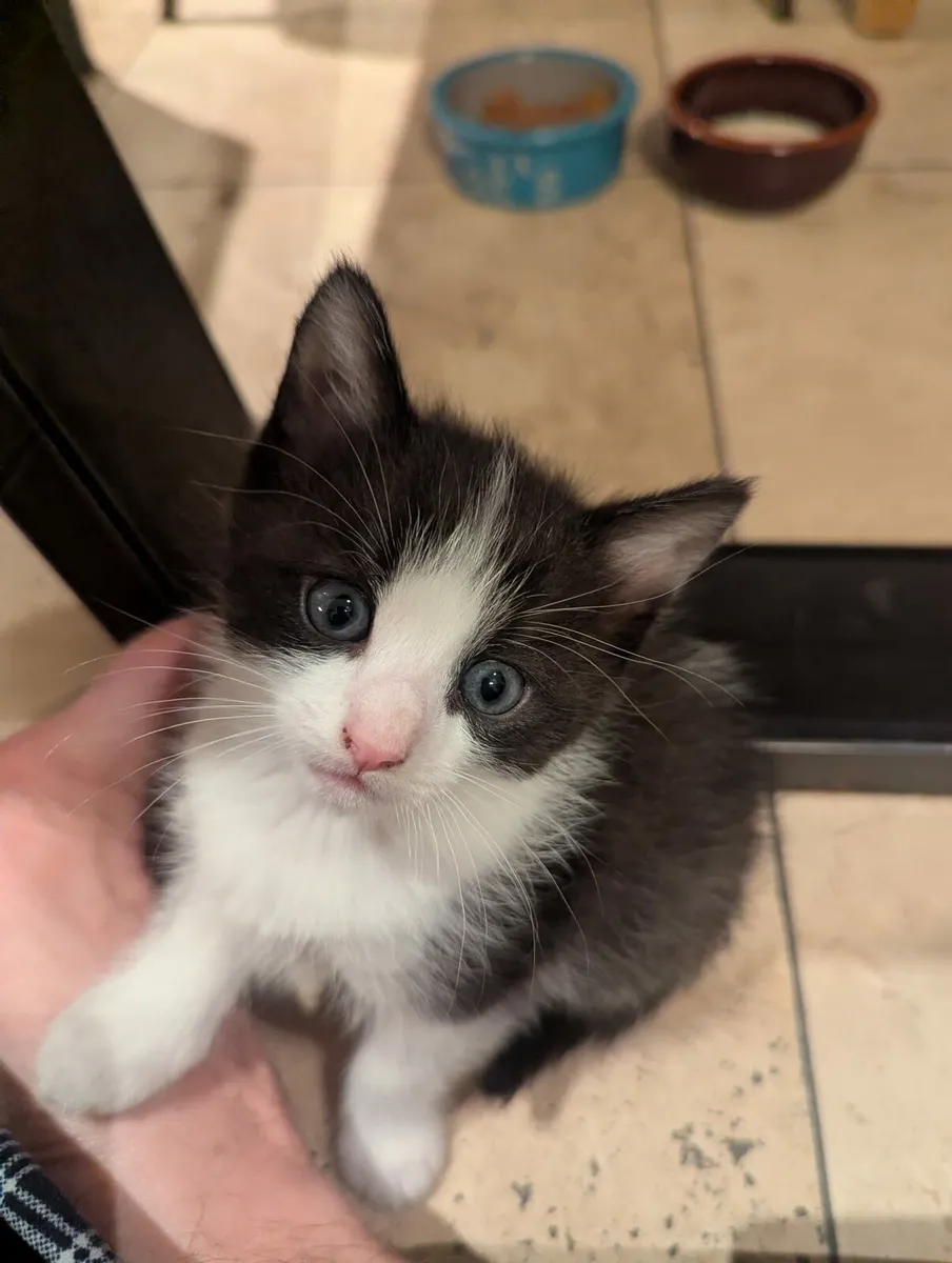 Kittens - Image 4