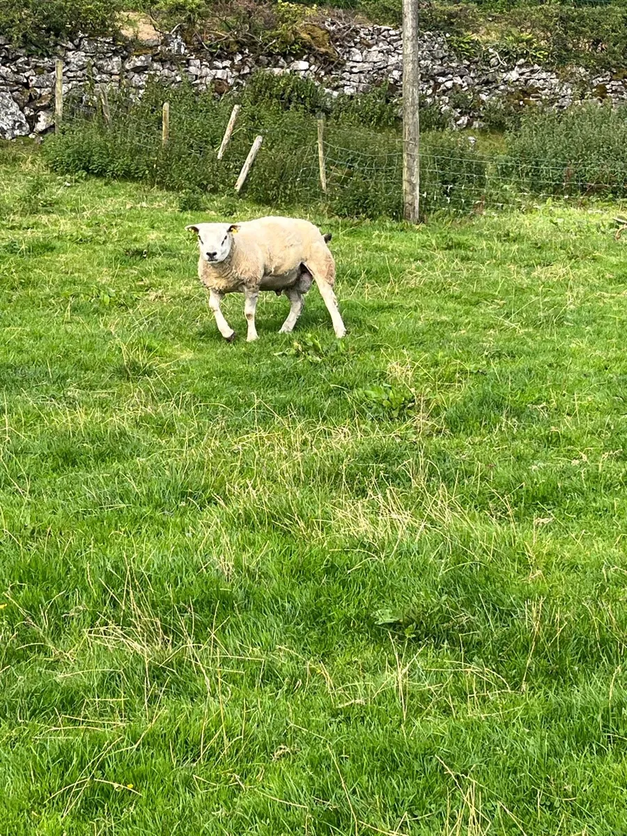 Pbr Texel ram - Image 2