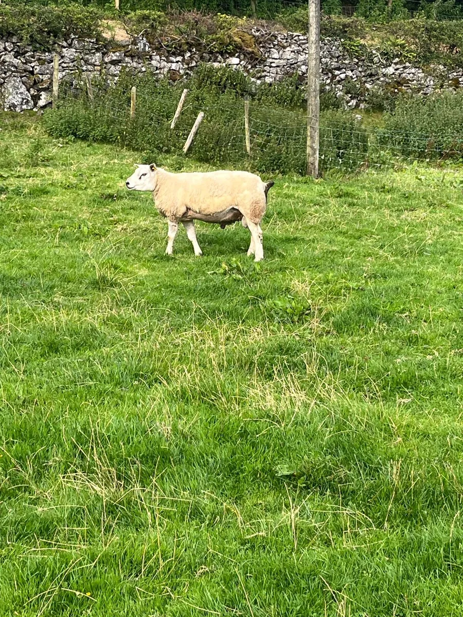 Pbr Texel ram - Image 3